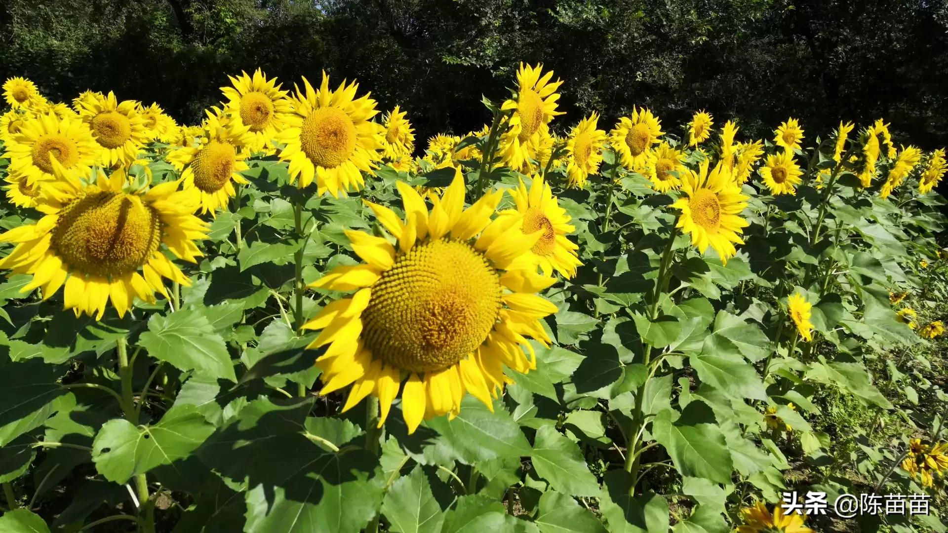 沈阳世博园菊花开放时间？