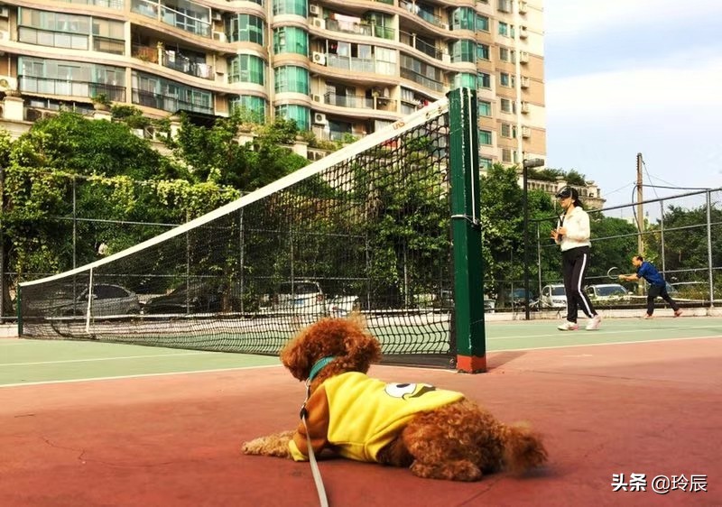 骑行路上因捡一条小狗粉丝和播放量狂涨，大家怎么看？：狗狗靠捡瓶存款过万