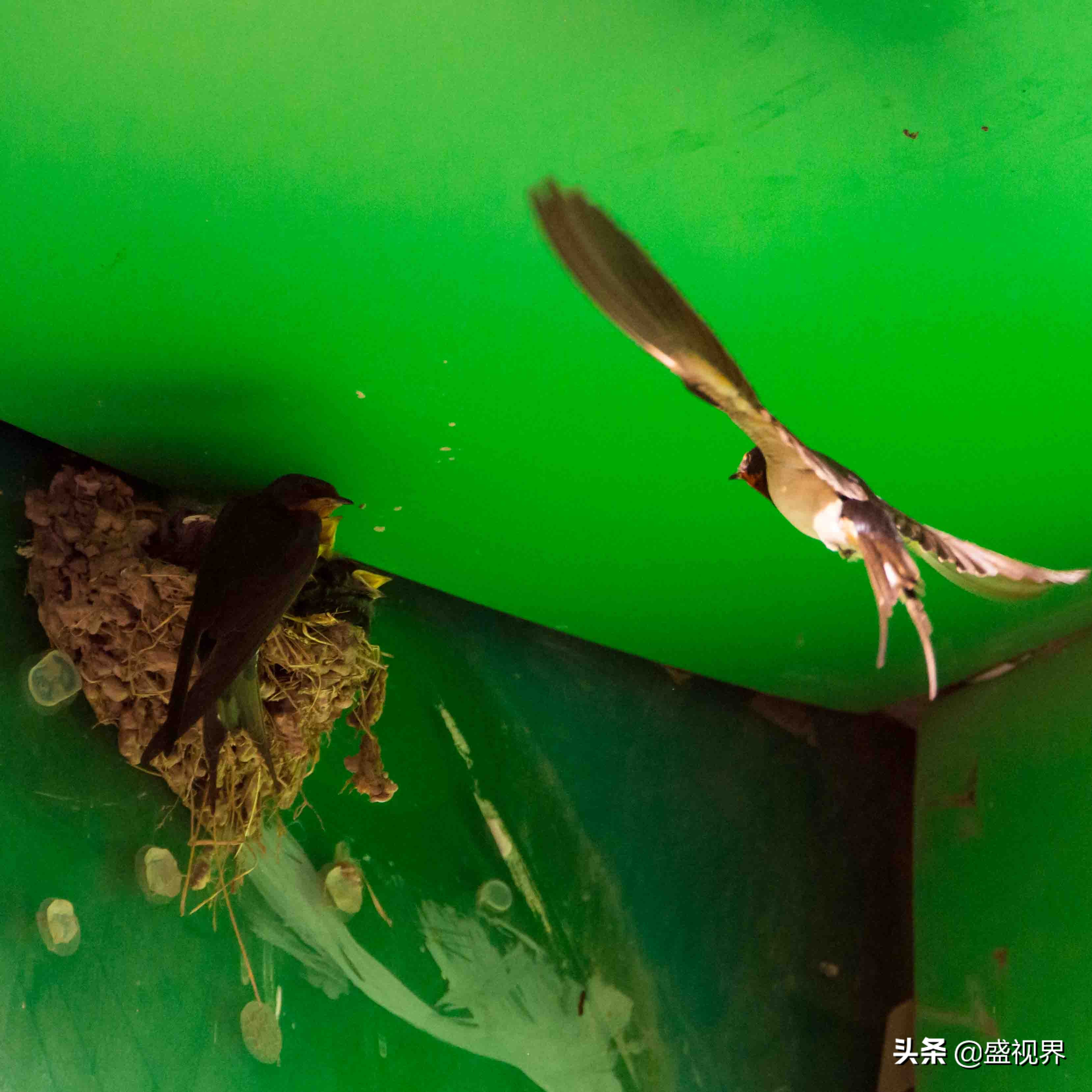 燕子的图片燕子的图片真实照片 燕子的图片燕子的图片真实照片