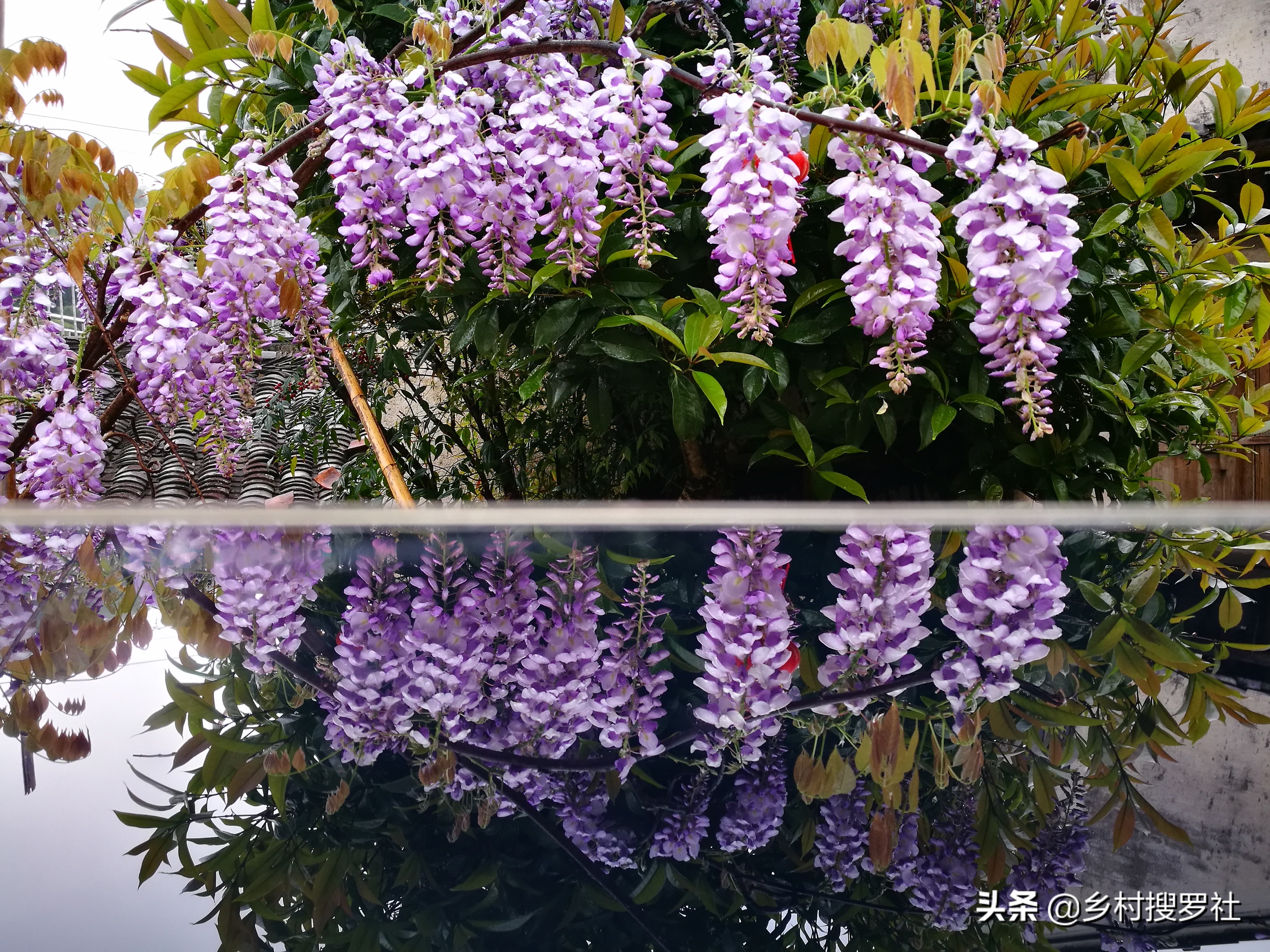 紫藤图片紫藤图片大全大图