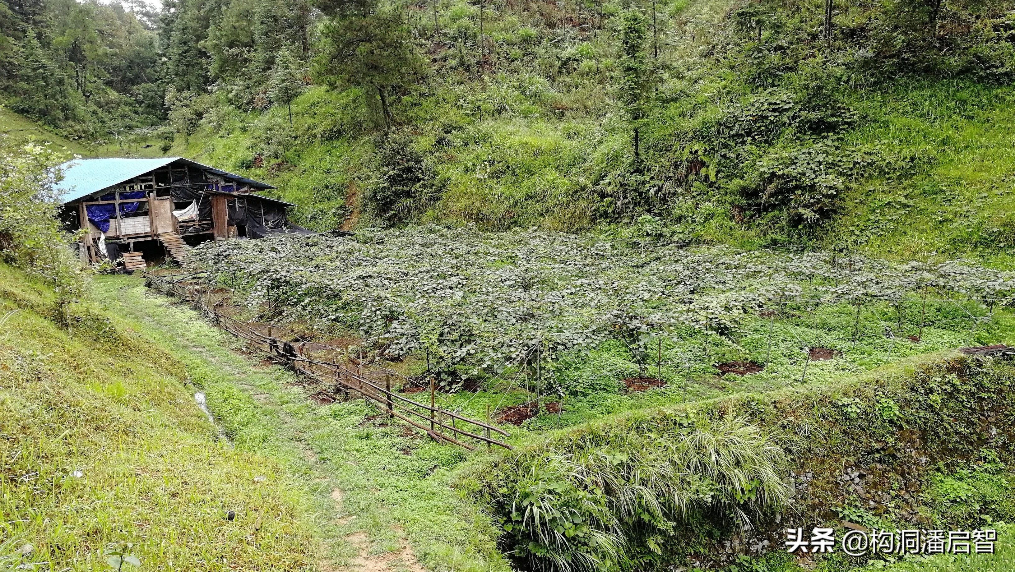如何把山地改为生态猕猴桃果园，应该注意些什么，准备什么材料作为有信服力的宣传资料
