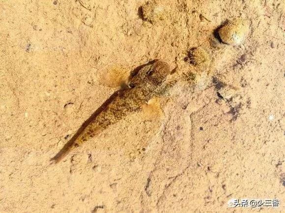 小鱼汽车报价,小鱼汽车是什么牌子