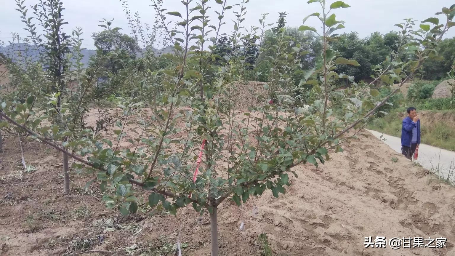 苹果树开花图片苹果树开花图片大全 苹果树开花图片苹果树开花图片大全