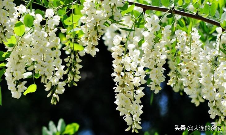大连市有什么植物