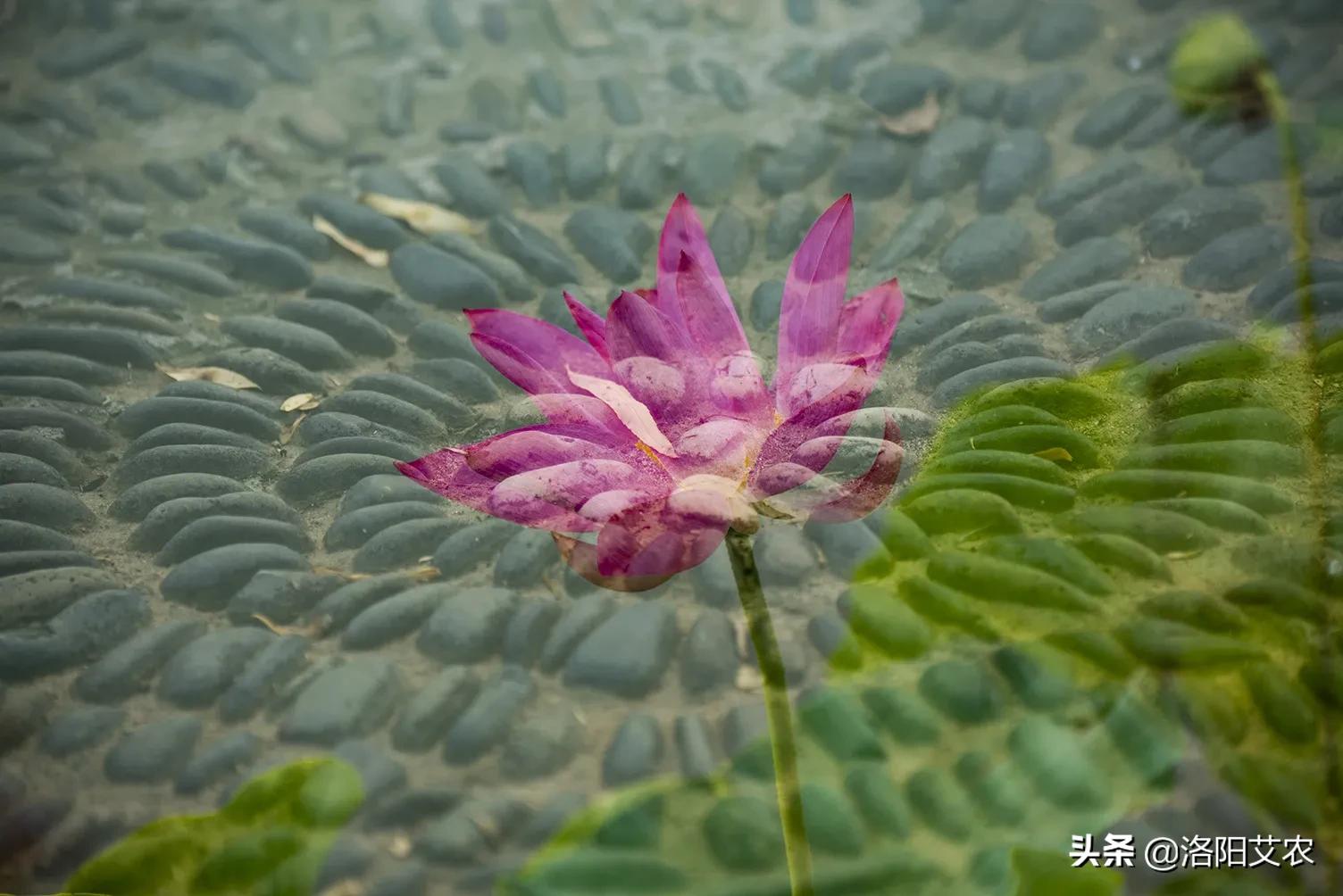 尼康d850(尼康d850深度评测?) 尼康d850(尼康d850深度评测?)