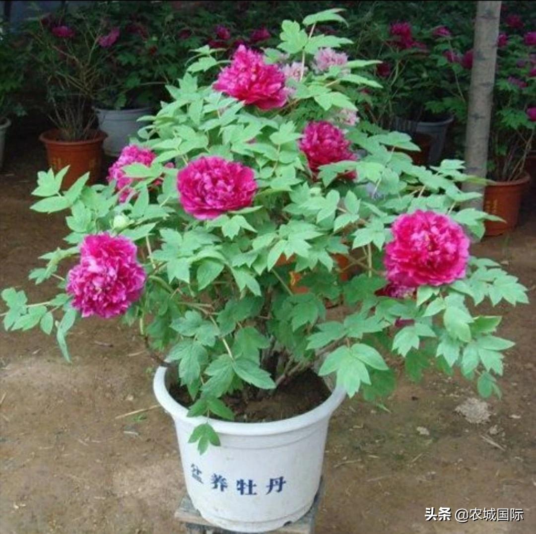 西安的庭院适合养什么花？