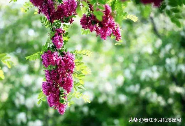 每日妈妈粤语，每日妈妈粤语版