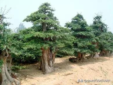 适合武汉种植的果树？