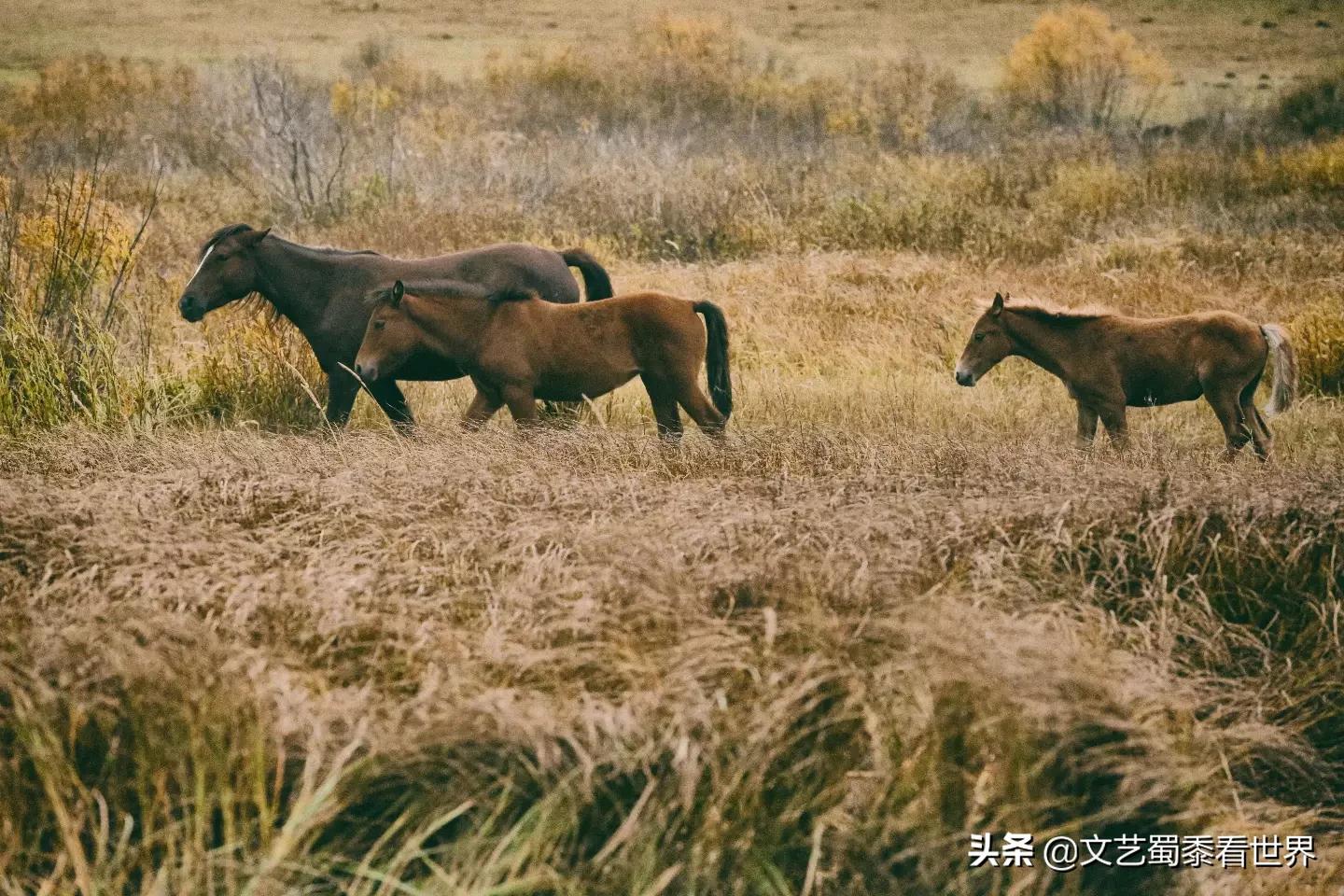 女生发树的图片意思?:草原照片 女生发树的图片意思?:草原照片