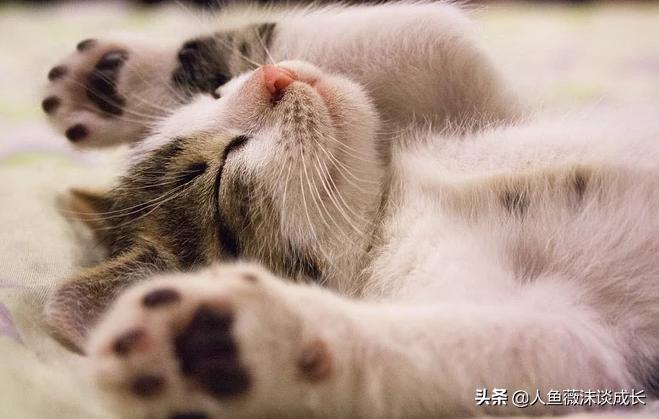 新港澳彩开奖号码记录和猫屋虐猫致4只猫死与猫屋虐猫致4只猫死亡