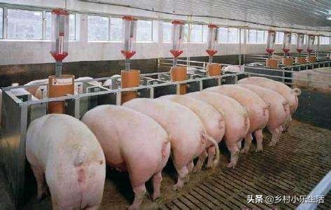 诚恳汽车报价,诚购汽车