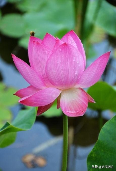 夏天的图片夏天的图片大自然风景 夏天的图片夏天的图片大自然风景