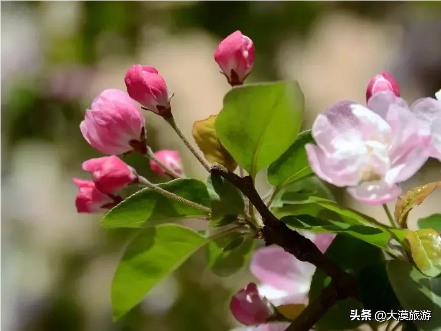 [辽宁沈阳发生龙卷风]今天在沈阳旅游，看到了很多不认识的果实，谁知道的能说一下吗？
