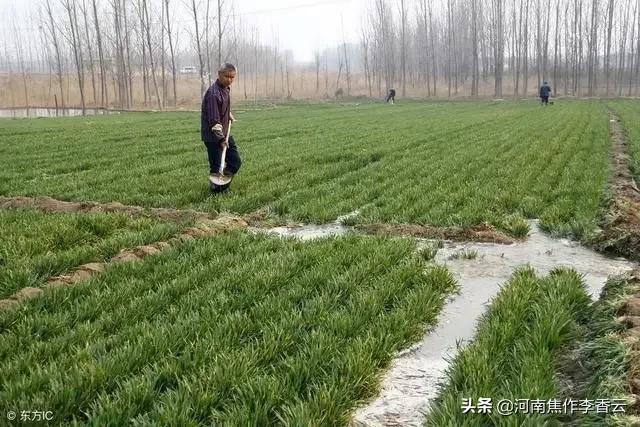 河南小麦有冻死的吗？