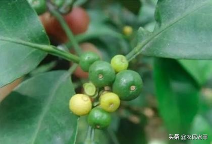 硼，锌肥什么时候施最好？