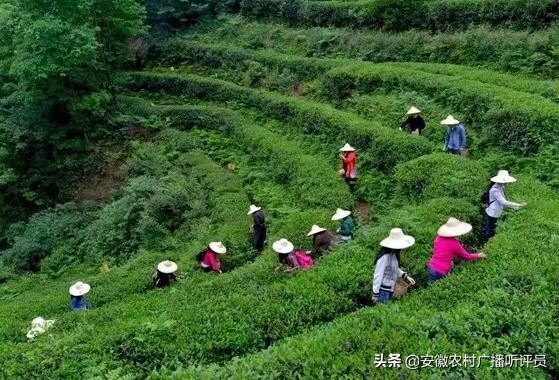 无锡市梅村茶叶店在哪里