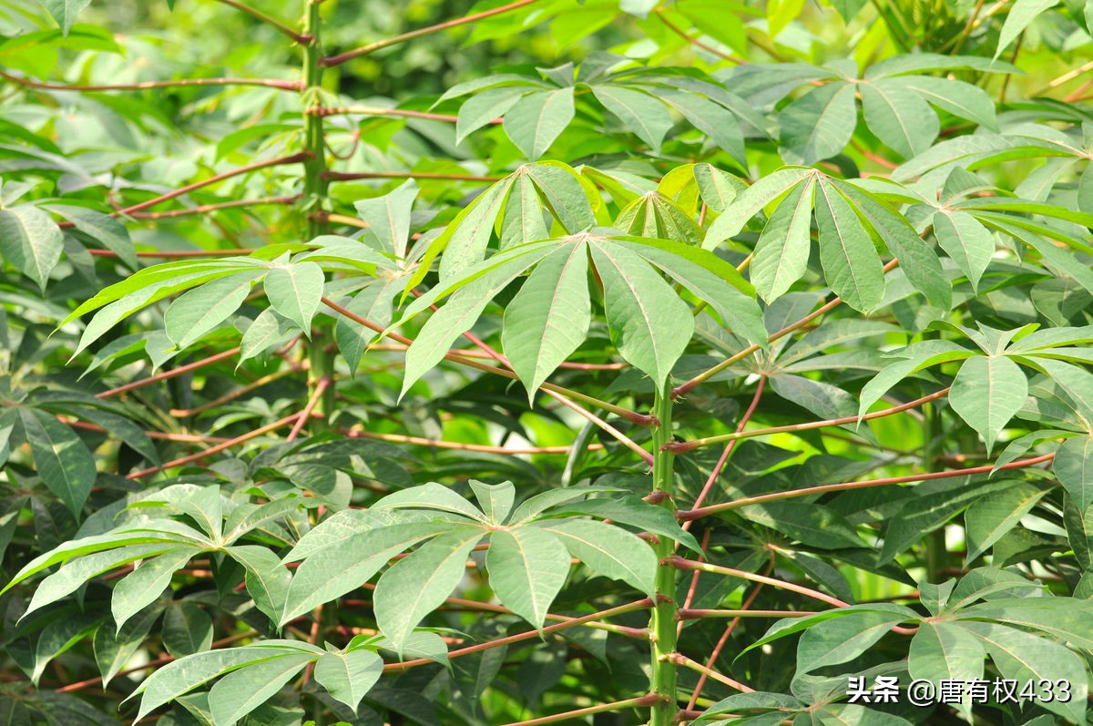 熟悉的味道2（优酷为什么看不了熟悉的味道第四季？）