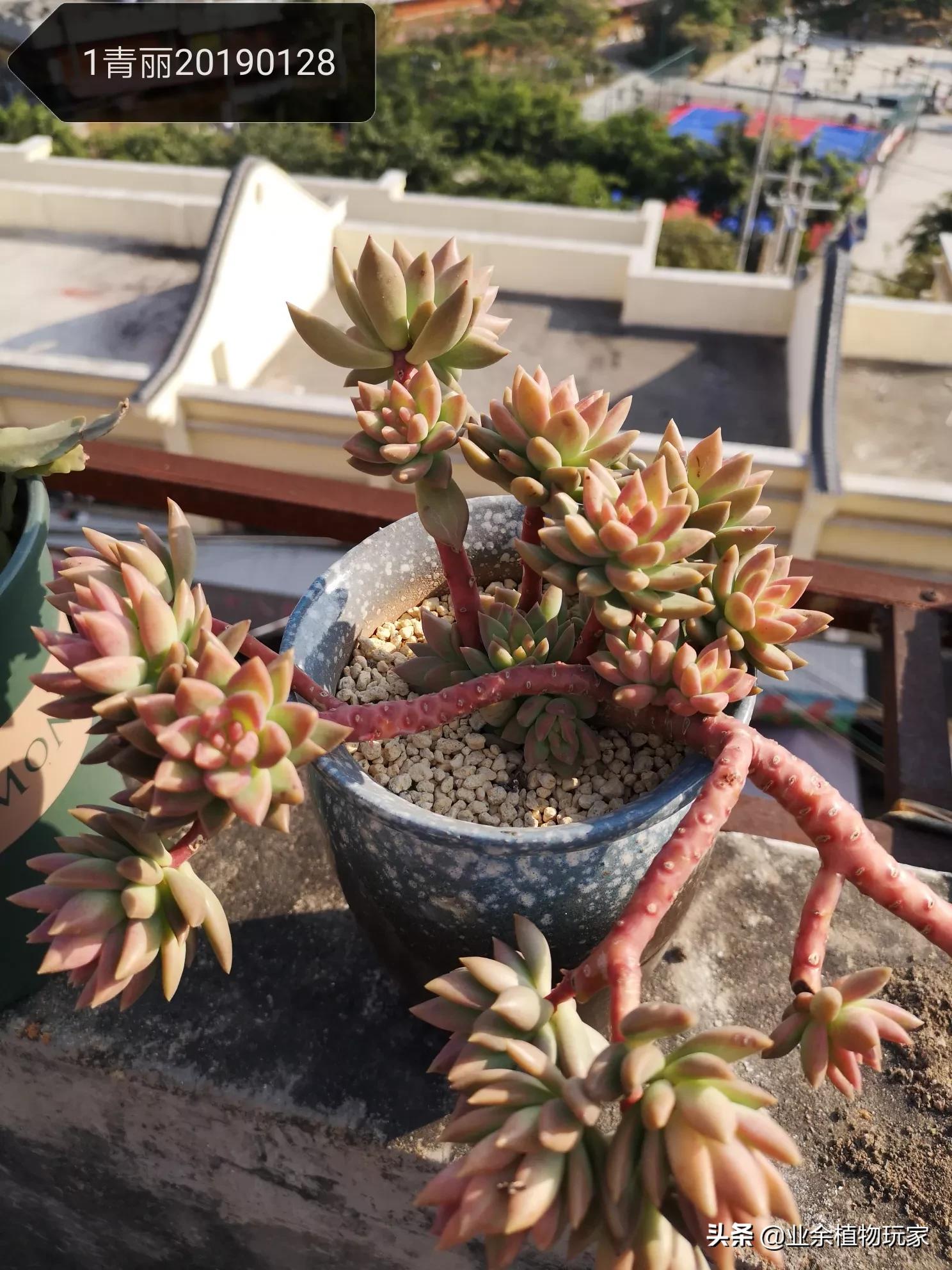 厦门市有多少树种种植