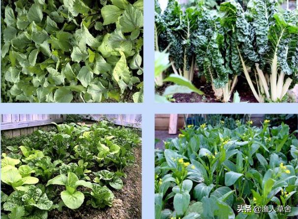 海外生活菜园图片大全，海外生活菜园图片大全大图