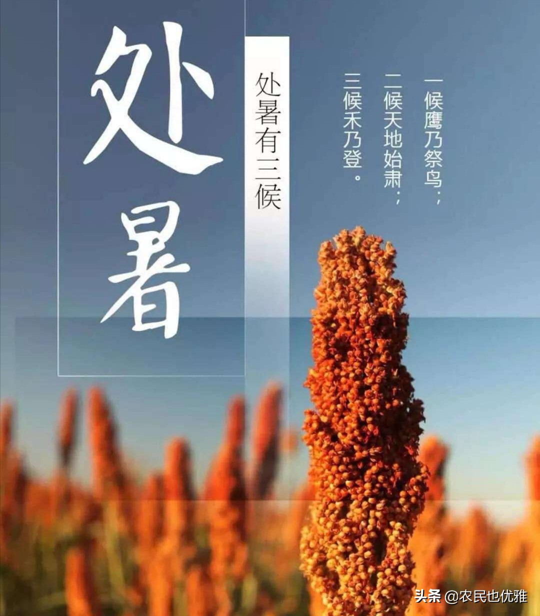 今天处暑