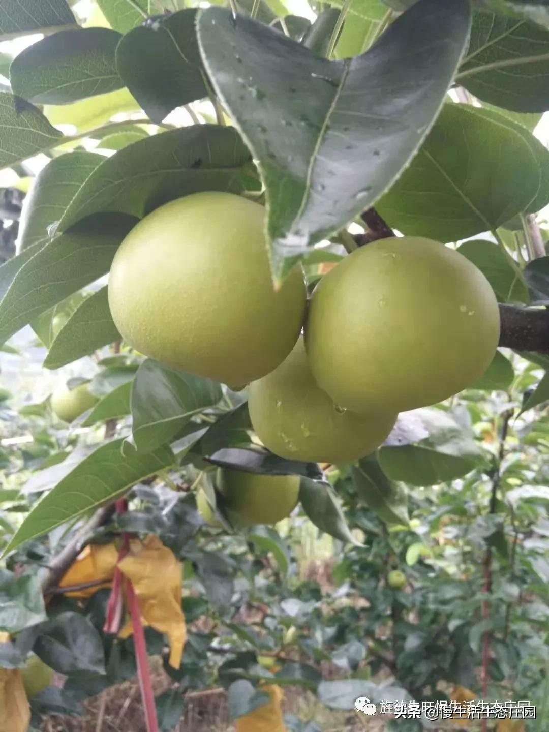 无锡市哪里有卖果树苗