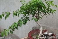 如何种植冬青卫矛？