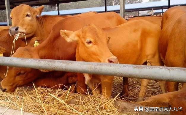 全部用剩饭剩菜来喂鸭子可以吗？：当学生面吃泔水剩饭