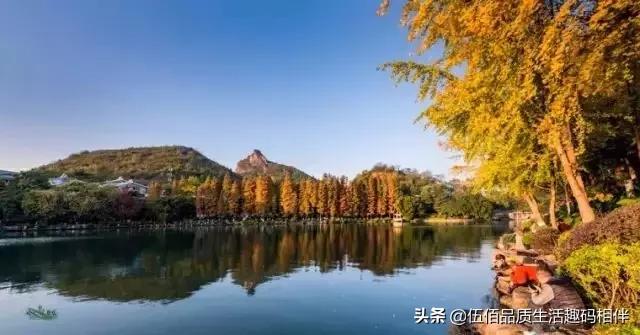 桂林哪里可以欣赏银杏? 桂林哪里可以欣赏银杏?