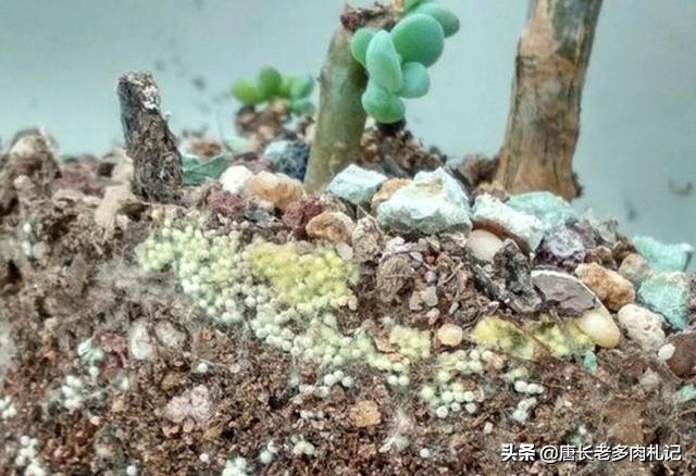 北极鲶鱼海外生活，北极鲶鱼海外生活在哪里