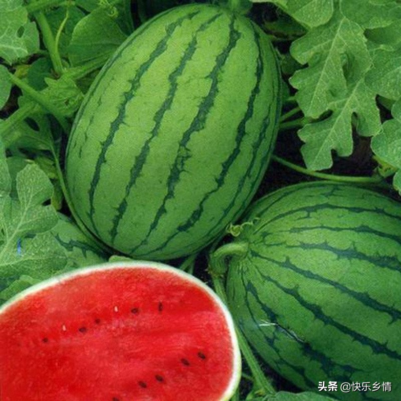 每人每年吃近百斤瓜