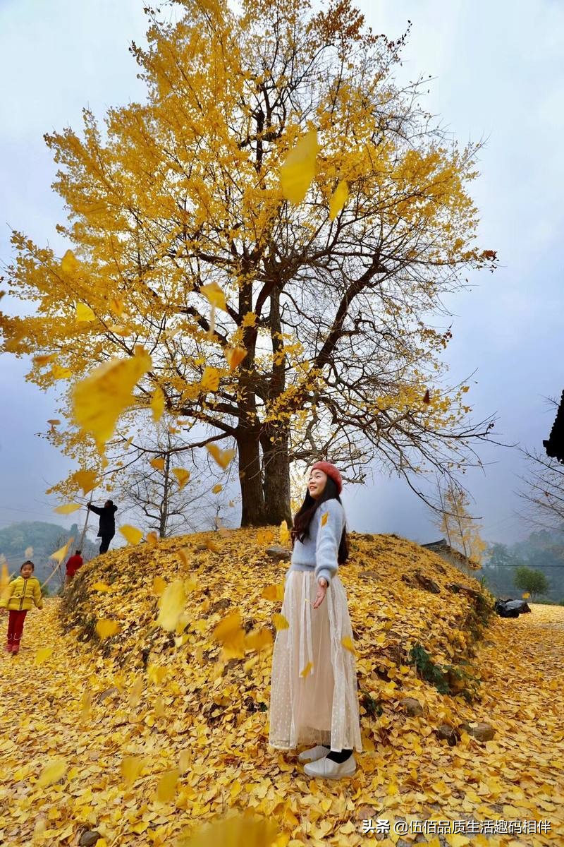 桂林哪里可以欣赏银杏? 桂林哪里可以欣赏银杏?