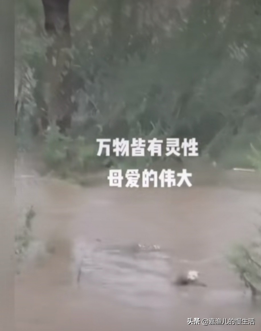 洪水中推妈妈上飞机（如何看待眉山暴雨流浪狗窝被淹，狗妈妈冲入洪水救小狗？）