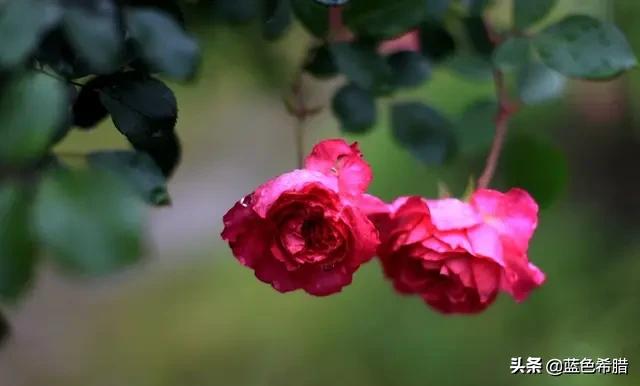 定焦头定焦头和变焦头的区别 定焦头定焦头和变焦头的区别