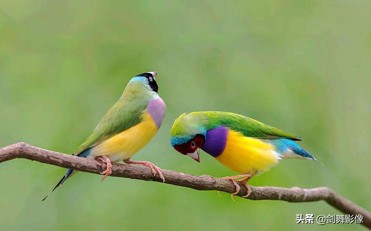 索尼rx100(索尼zv-e10和rx100m7怎么选?) 索尼rx100(索尼zv-e10和rx100m7怎么选?)