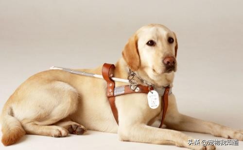 大型犬（适合懒人养的10种大型犬？）