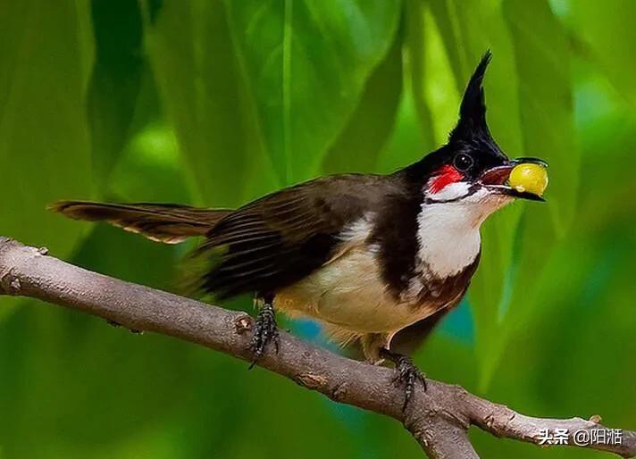 红耳鹎鸟（红耳鹎属于几级动物？）