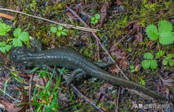 羌活鱼的制作方法是什么？