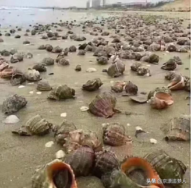 [台风后海边海鲜遍地]台风过后青岛海滩上全是海鲜，民众一铲一麻袋, 你怎么看？
