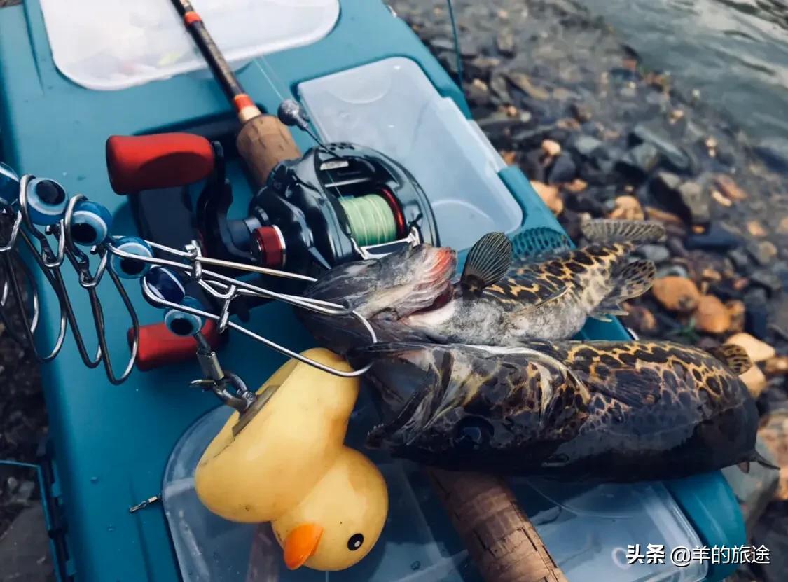 福建海钓鲫鱼怎么样