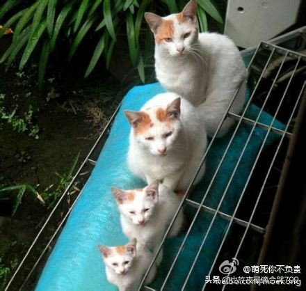 套娃(为什么bba都是套娃车?) 套娃(为什么bba都是套娃车?)