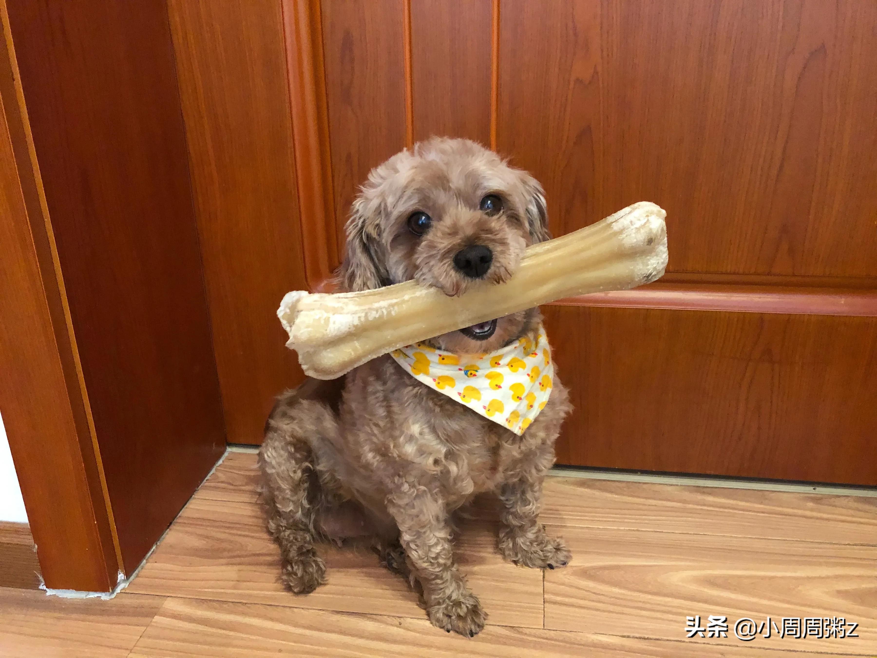 没有狗狗的海外生活，没有狗狗的海外生活视频