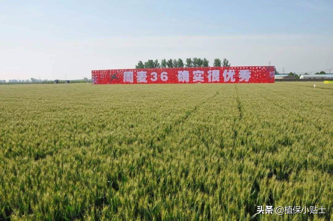 河南哪个麦子品种好？