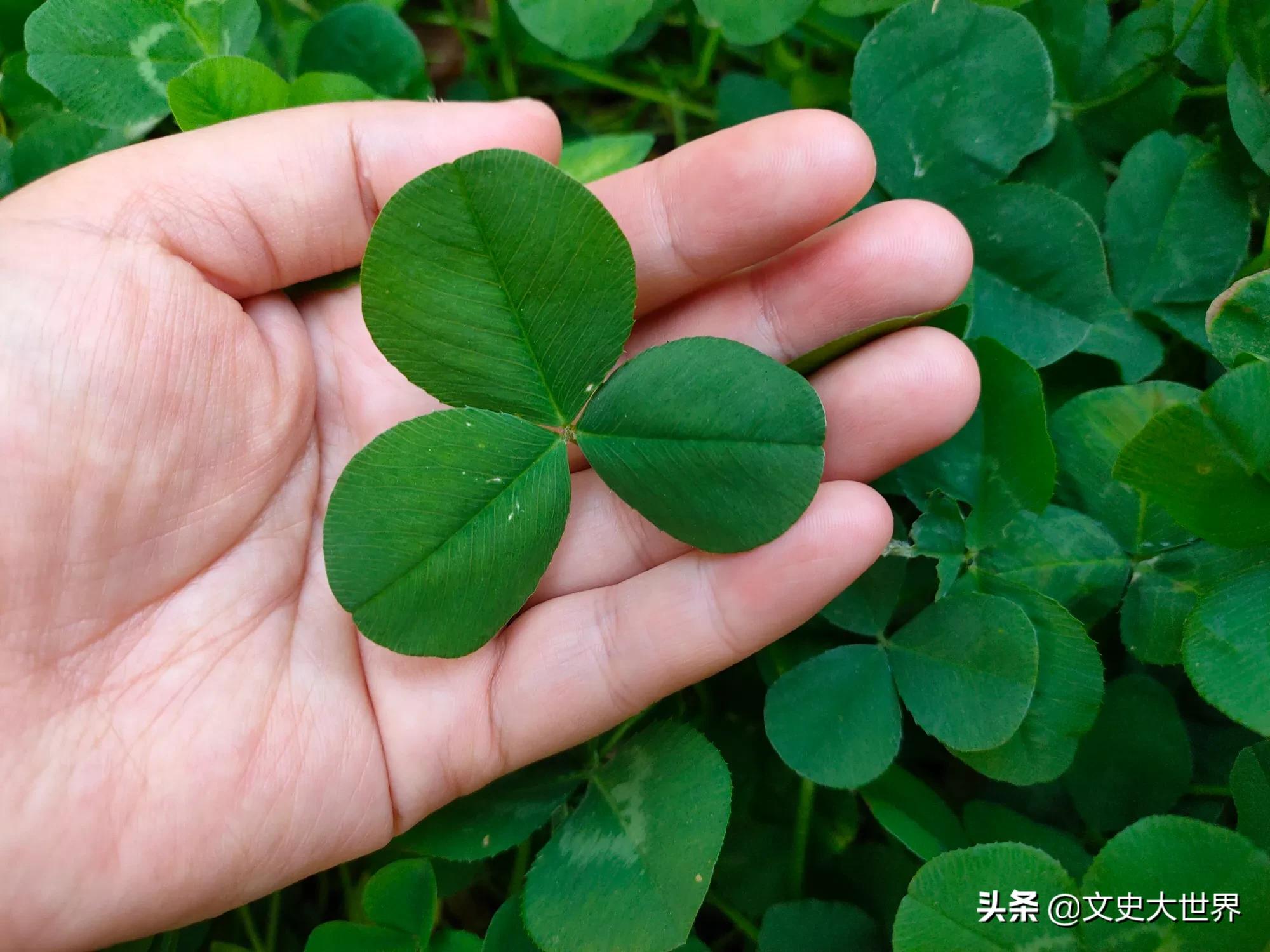 微信名字微信名字怎么取既招财又好运 微信名字微信名字怎么取既招财又好运