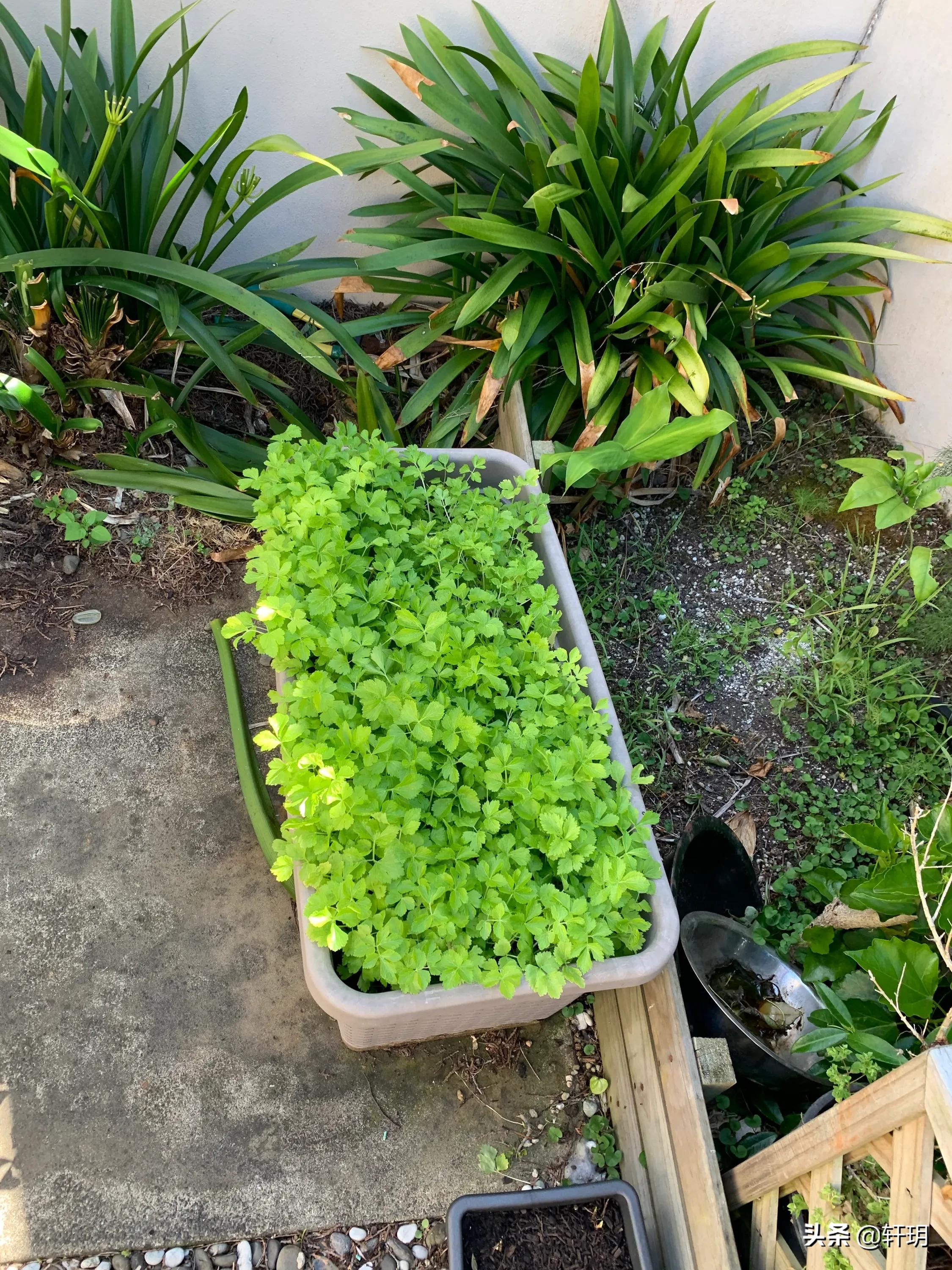 种菜海外生活视频大全，种菜海外生活视频大全集