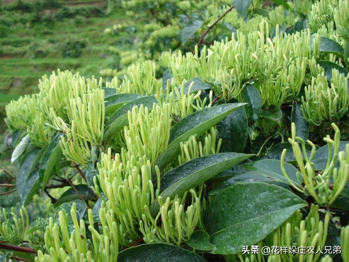 河南省濮阳地区适合种金银花吗？