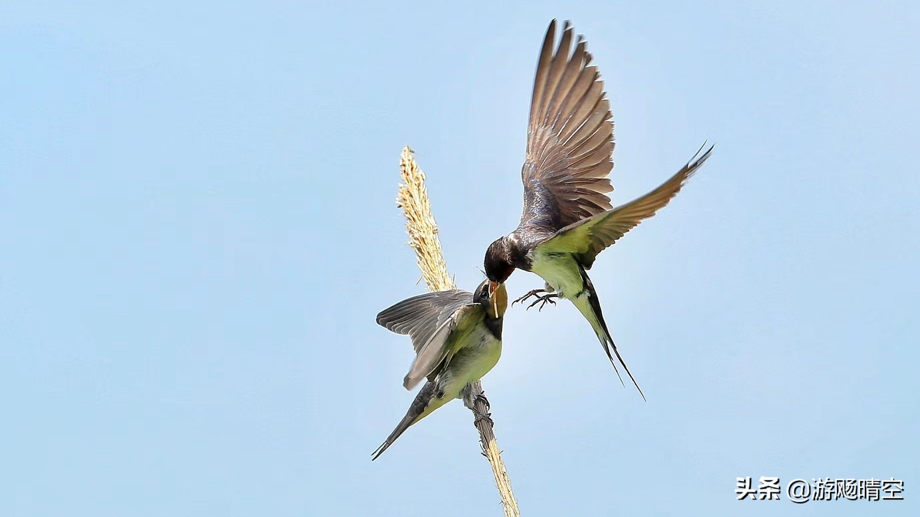 燕子的图片燕子的图片真实照片 燕子的图片燕子的图片真实照片