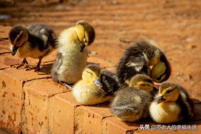 大家足大家是什么生肖