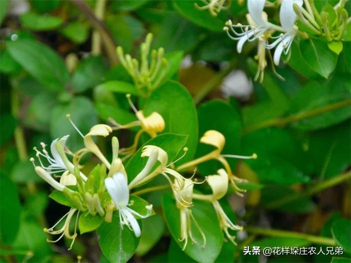 河南省濮阳地区适合种金银花吗？