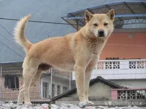 河南香烟哪个最像中华