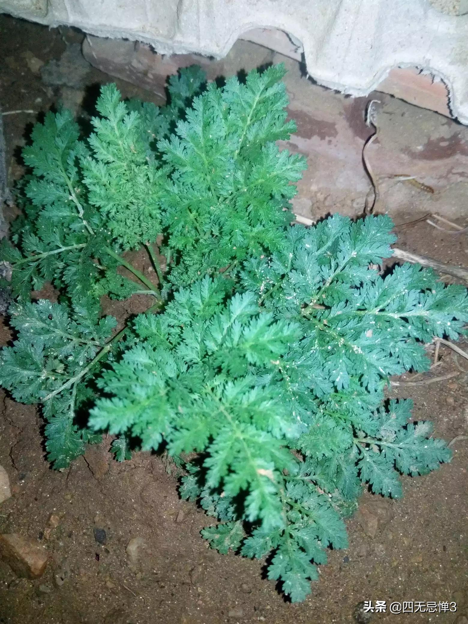 兰州拉面炒刀削面的做法？